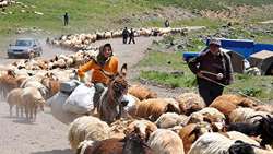 کوچ بهاره عشایر خراسان جنوبی به مناطق ییلاقی آغاز شد